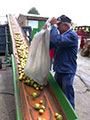 Anlieferung und ausladen auf einem Transportband von Äpfeln